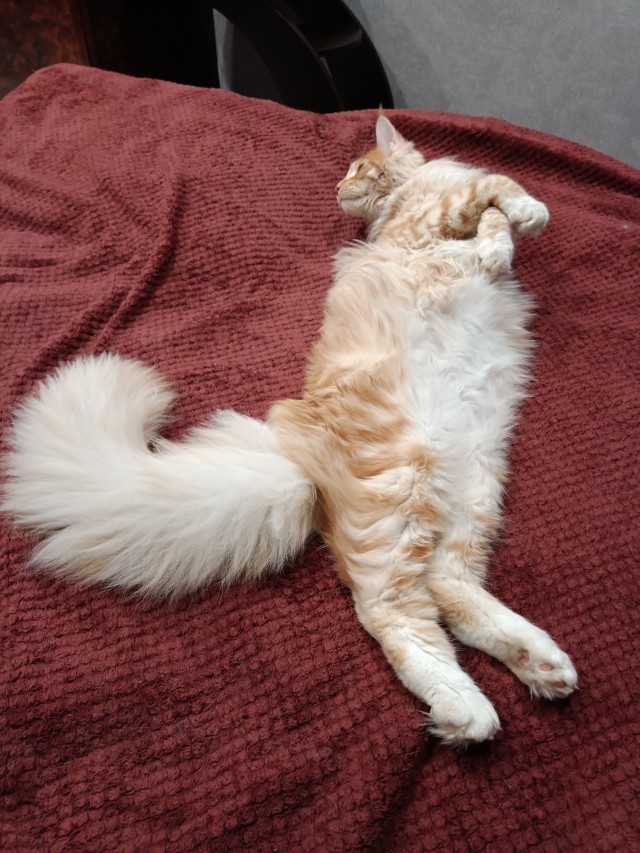 Кошка