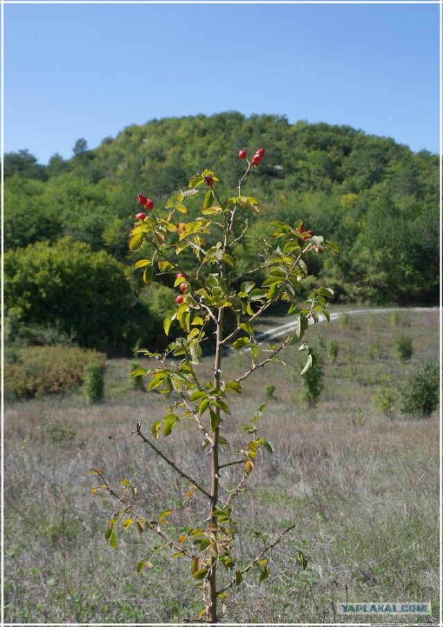 Крым. Новоульяновка. Водохранилище.
