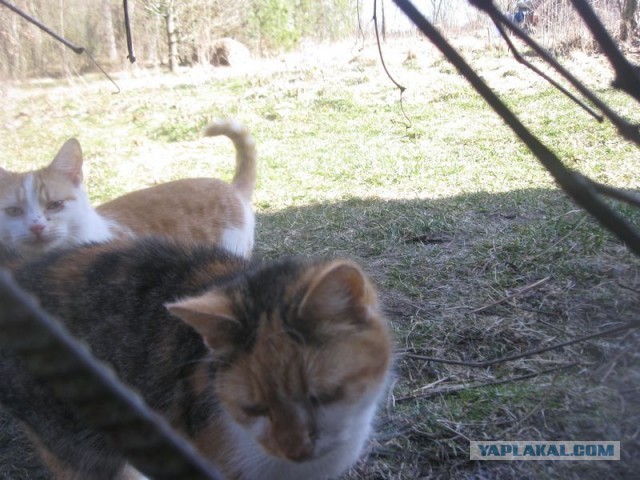 Жизнь домашнего приюта для котеек 438
