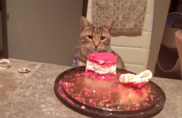 Котовторник