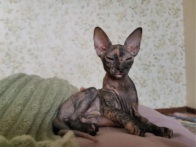 Красотка