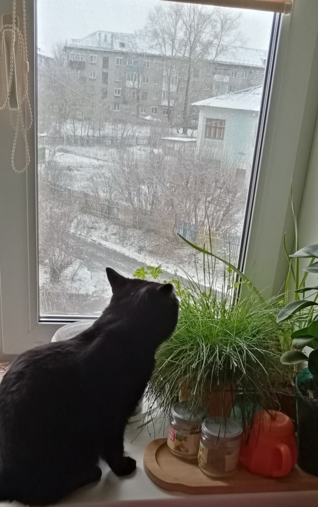 Котовторник 7.11.23