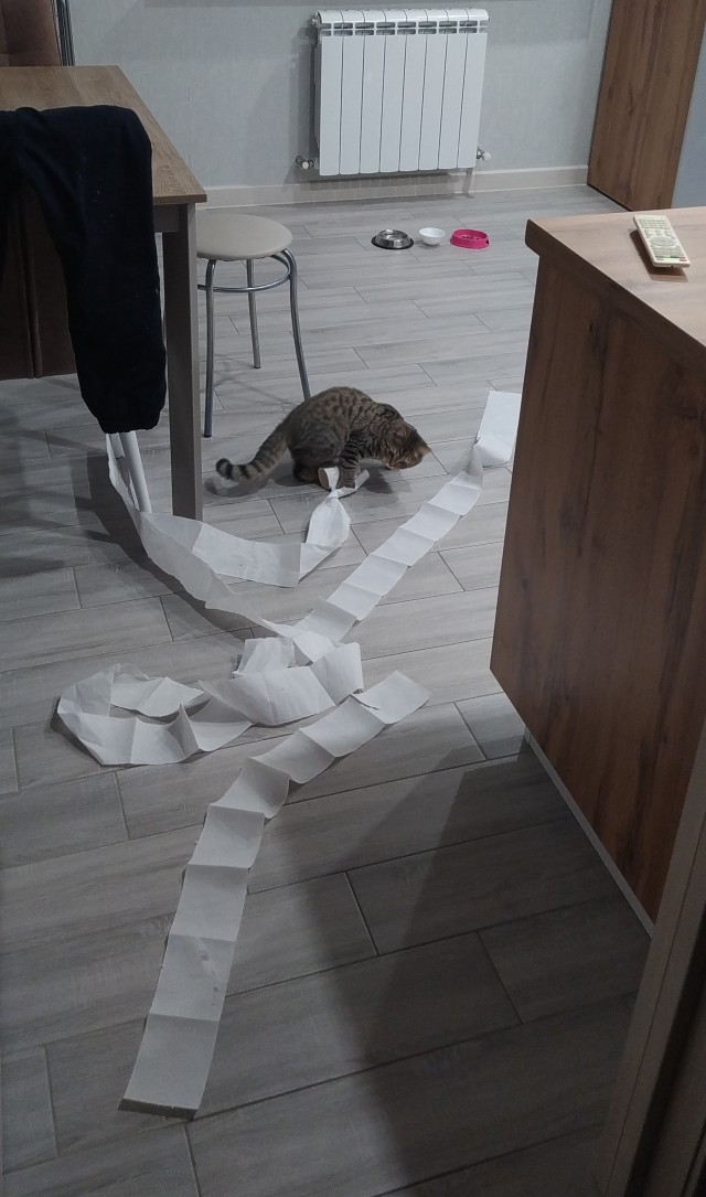 Всех с котовторником