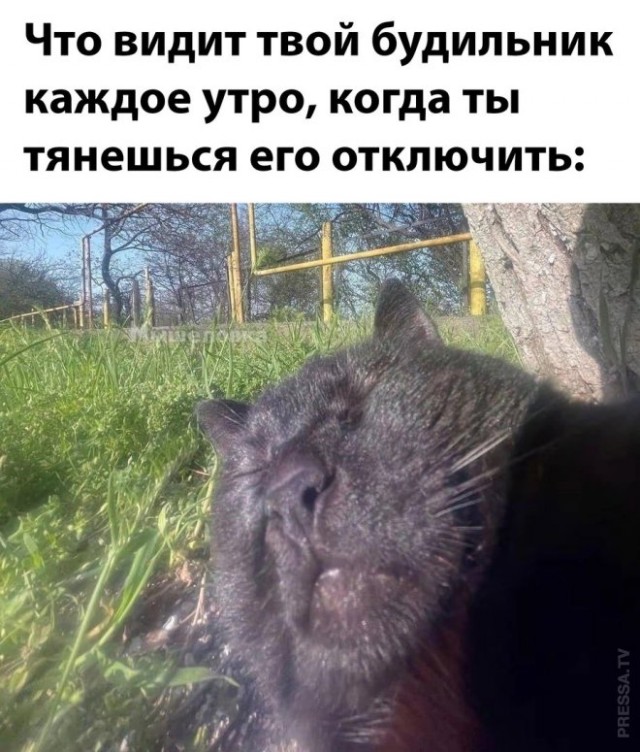 Веселые картинки в маленькую пятницу (19.02)