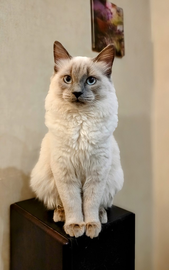 А где котики, сегодня же вторник!