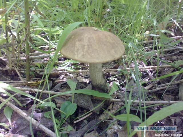 Поход за грибами,