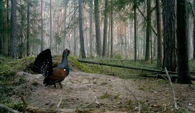 У глухарей в разгаре ток