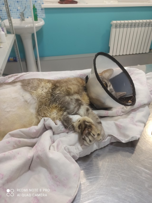 Ну вот и моя кошка ушла на радугу. 9 лет