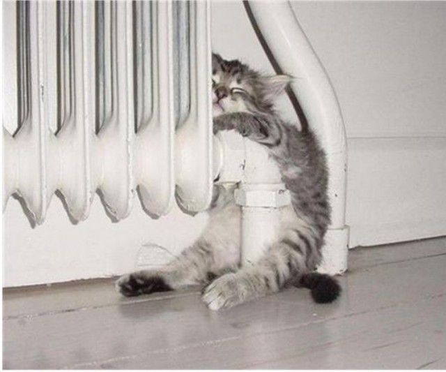 Котейка, который не знает как лежат котейки