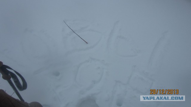 Пурговое