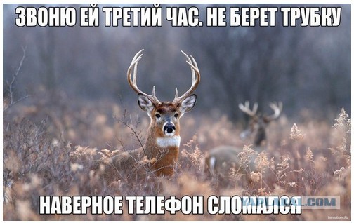 Звоню жене, не берет трубку,  листаю vk, а там