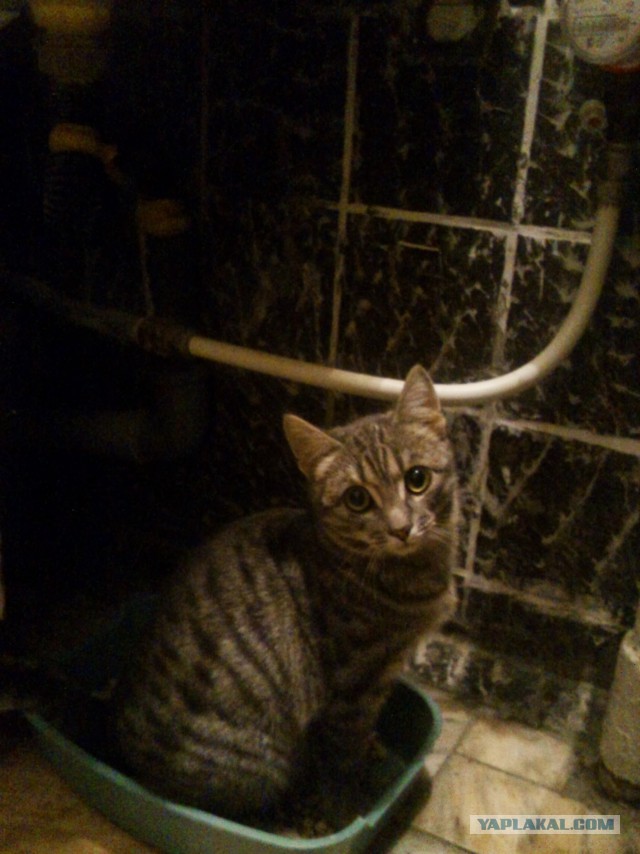 Котовторник 25.02.2014