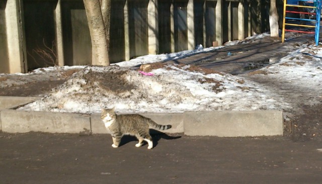 Котовторник 18.03.2014