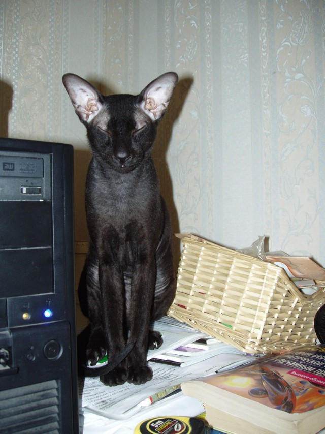 Породы кошек. Часть 1