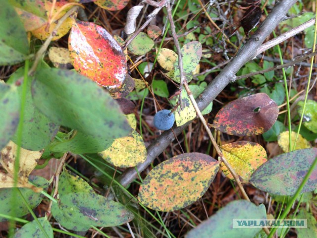 Грибной сезон. Начало.