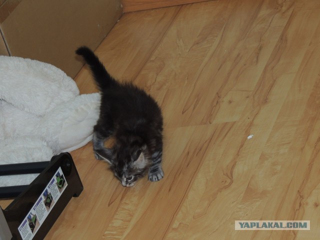 Котовторник