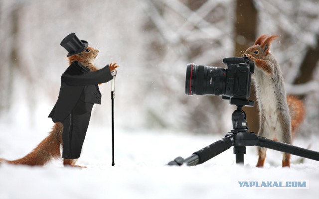 Фотожаба "Что затеяли белки?"