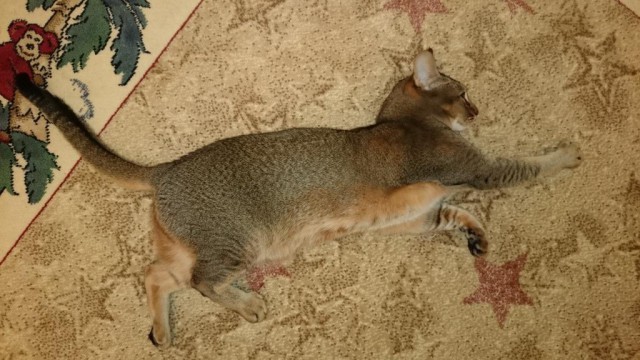 Кот Костя ищет хозяина!