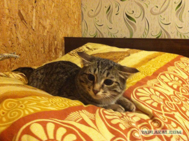 Котовторник 22.12.2015