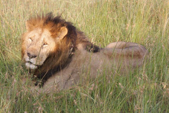 Фотографии льва за мгновение до атаки на фотографа.