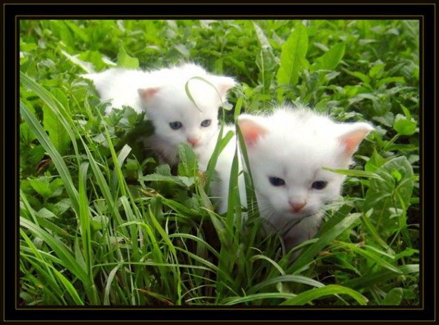 Котомет во вторник (11.12.2007)