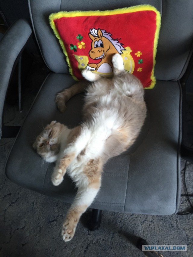 Котовторник 30.08.2016