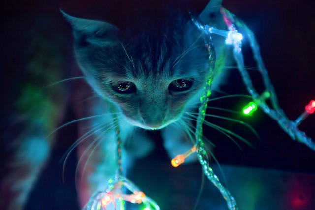Коты из сети
