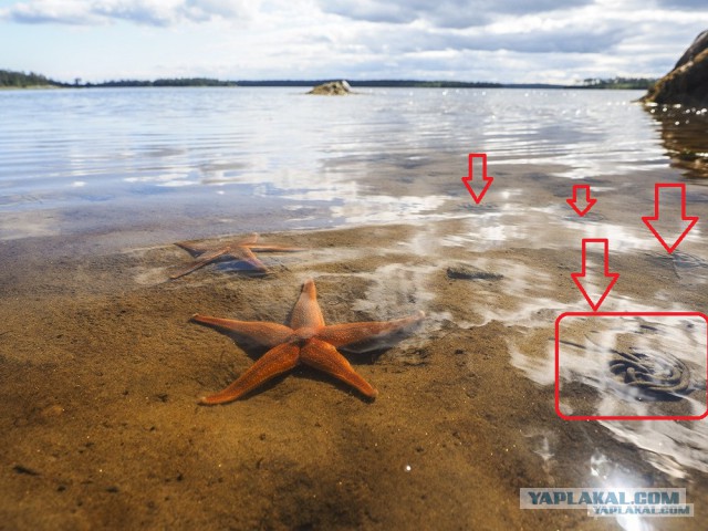 Карелия. Белое море.