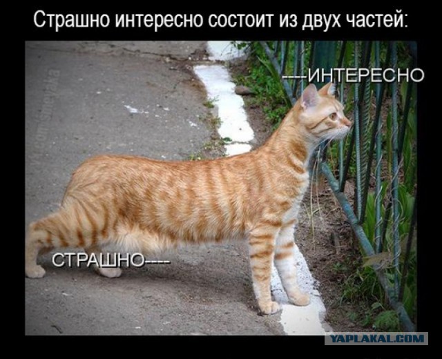 Это какая-то неправильная рыба