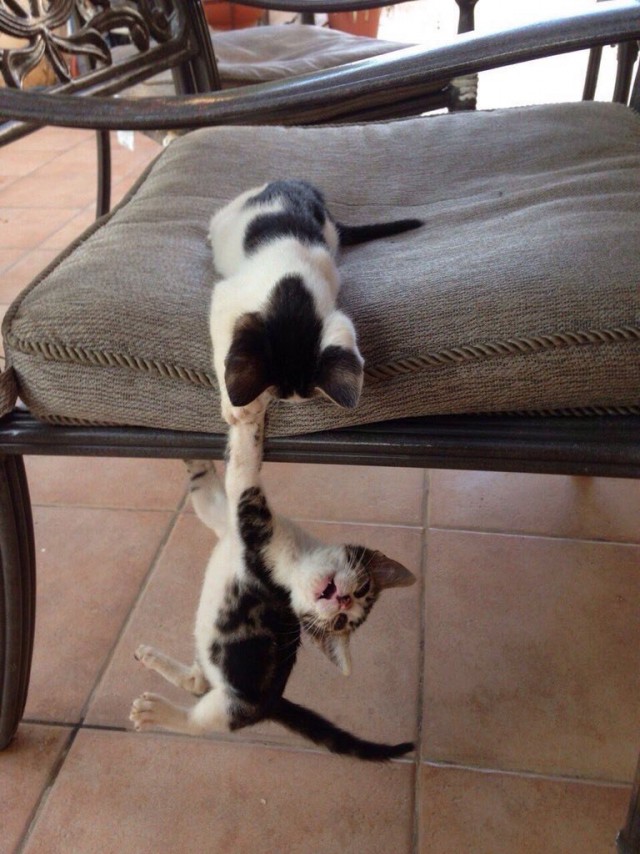 Коты и Кошки
