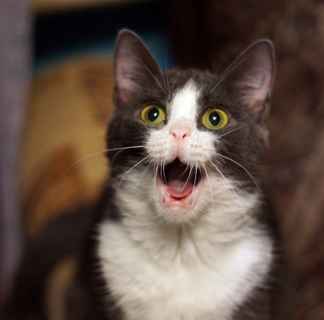 Котовторник!
