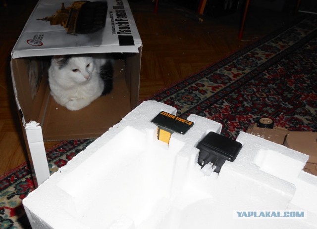 Как поймать кота