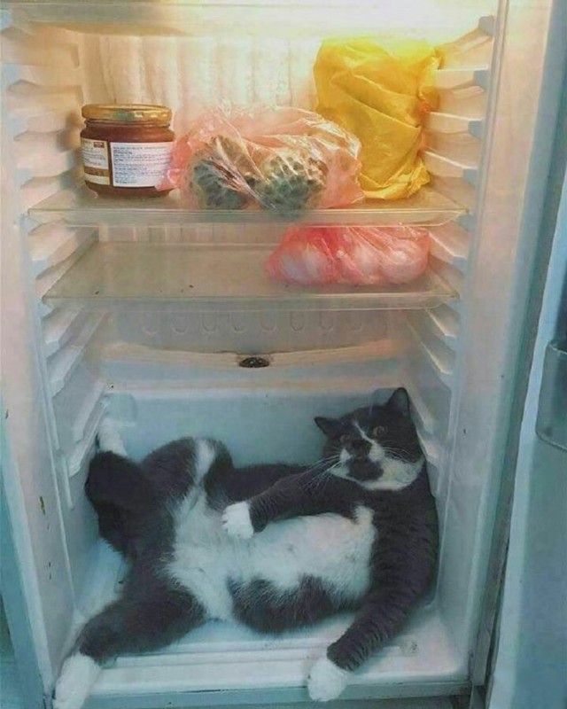Кот без прикрас