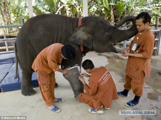 Слонихе поставили протез