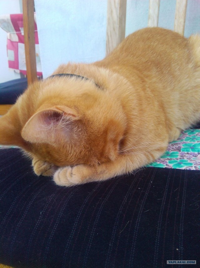 Сонный Котовторник