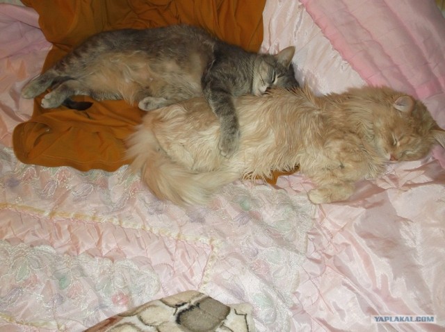 Котовторник 20.12.2011