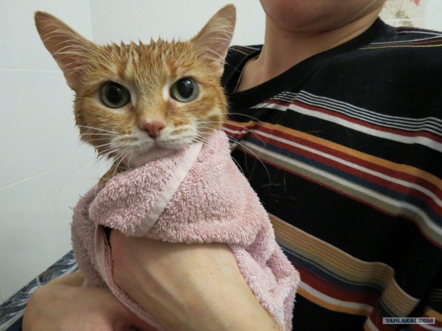 Котовторник (14.02.2012)
