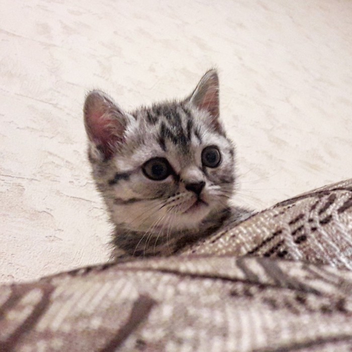 С Днём кошки!
