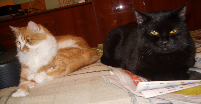 Чо, поцоны? Котовторнег?!