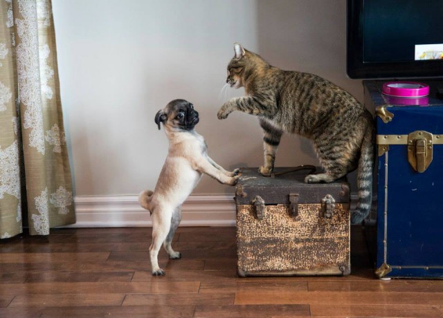 Уже не котовторник, но еще и не собакочетверг