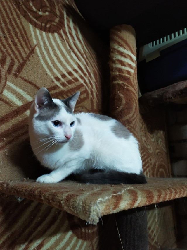 Забавные картинки с котами из сети