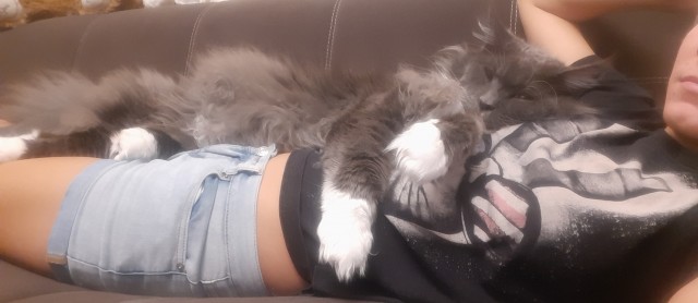 Котовторник 13.10.2020