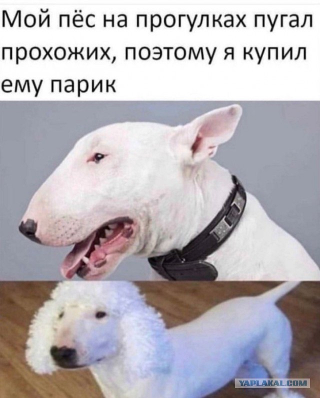 Бредзона 08.12.2020