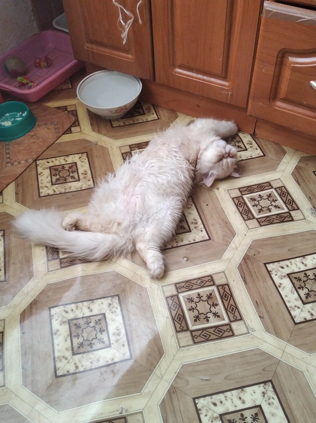 Котовторник!