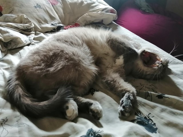 Котовторник же очередной