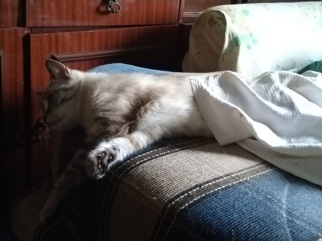 Кошка Варя