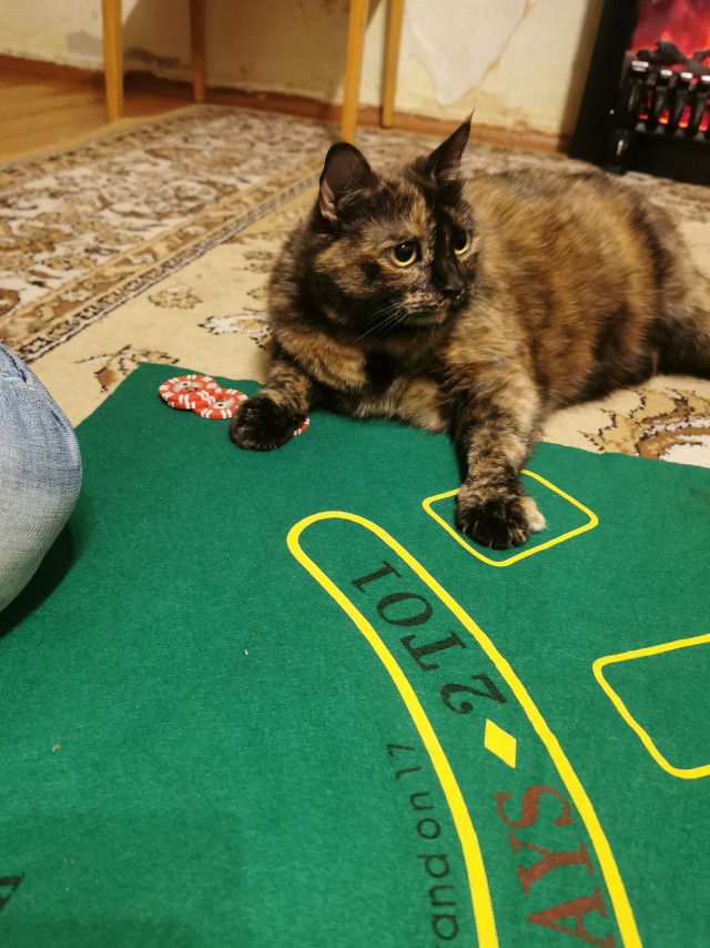 Долой политику, ура котикам!
