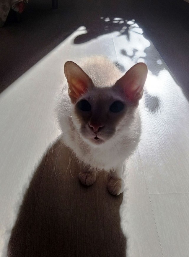 А это мой котан к котовторнику