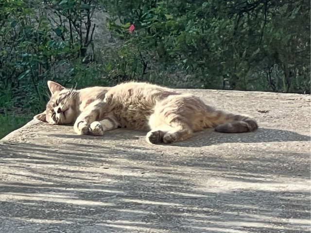 Котовторник 07.06.2022