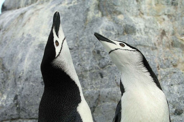 Северный ледовитый океан